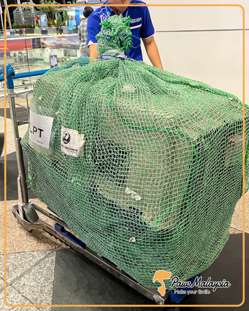 Two Dogs Safely Returned to Japan