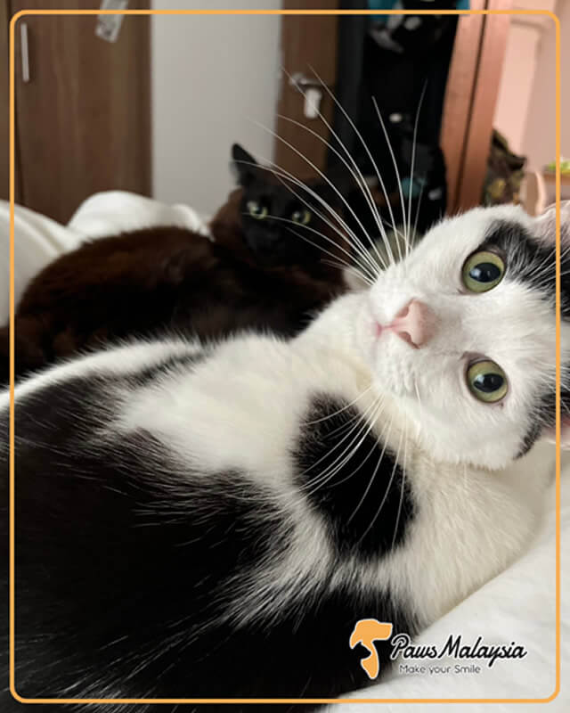 Pet type and color
