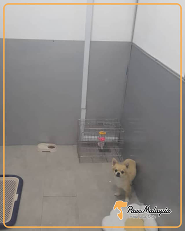Chihuahua Entered Malaysia from Cambodia