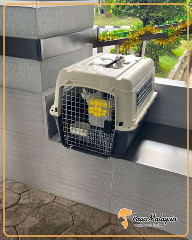 A cat enters Malaysia