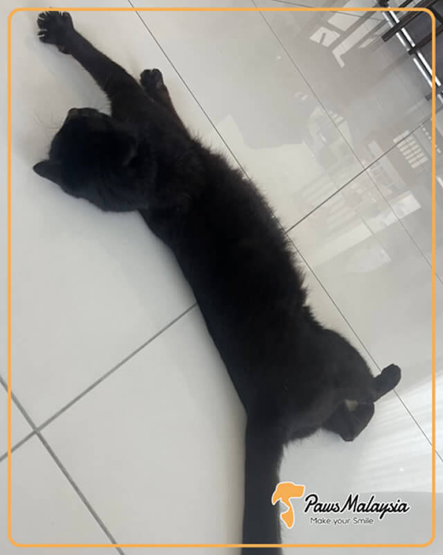 猫1匹がマレーシアに入国