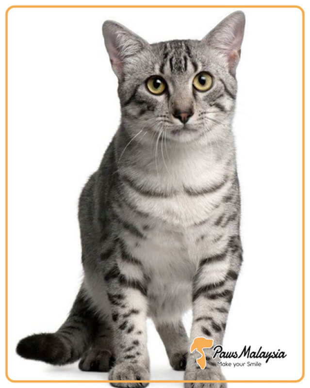 猫1匹がマレーシアに入国