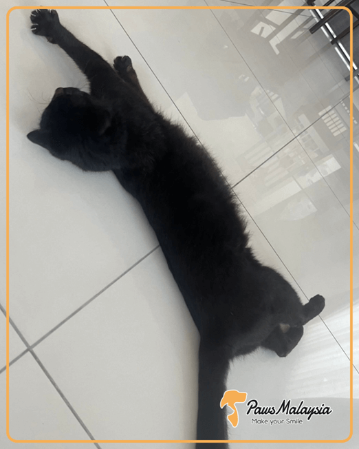 One Cat Arrives in Malaysia