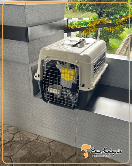 猫1匹がマレーシアに入国