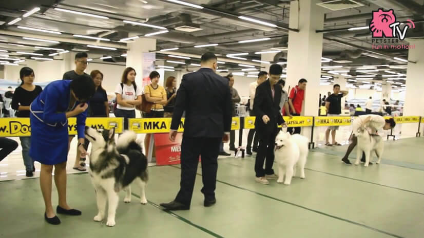 Buy pets directly from breeders in Malaysia
