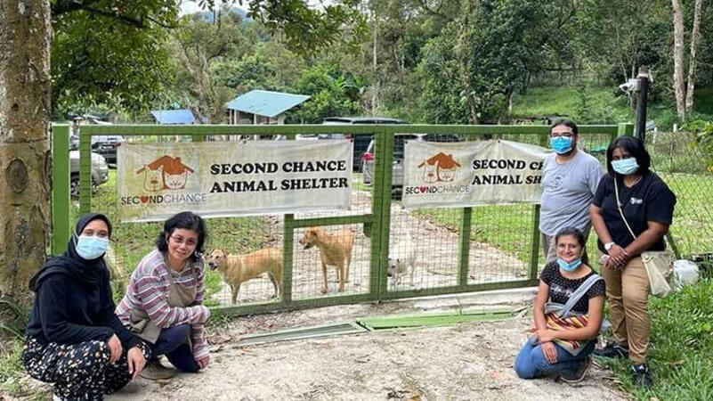 Adopt a pet from a rescue group in Malaysia