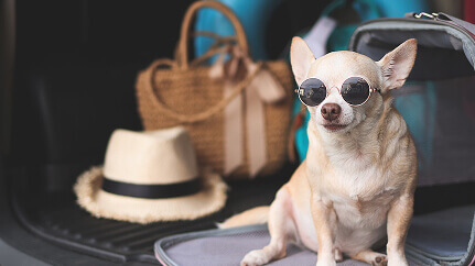 Pet-Friendly Hotels in Kuala Lumpur