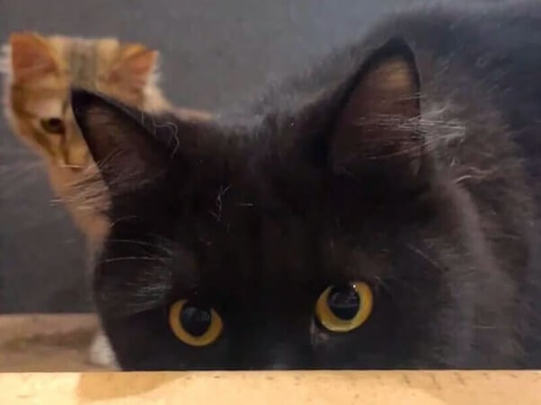 猫好き必見｜マレーシアのおすすめ猫カフェ 🐾【2026年版】