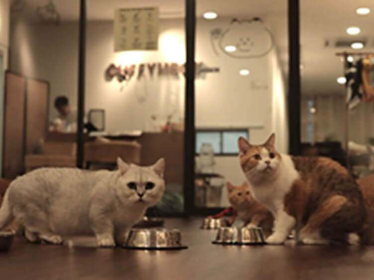 Cuffymeow Cat Cafe