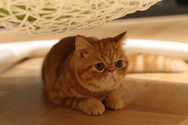 Puchi Marry Cat Cafe