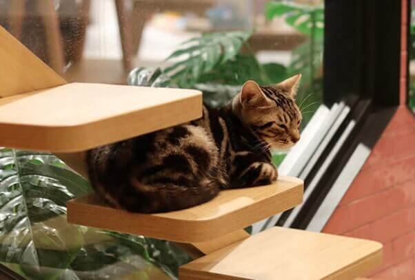 Puchi Marry Cat Cafe