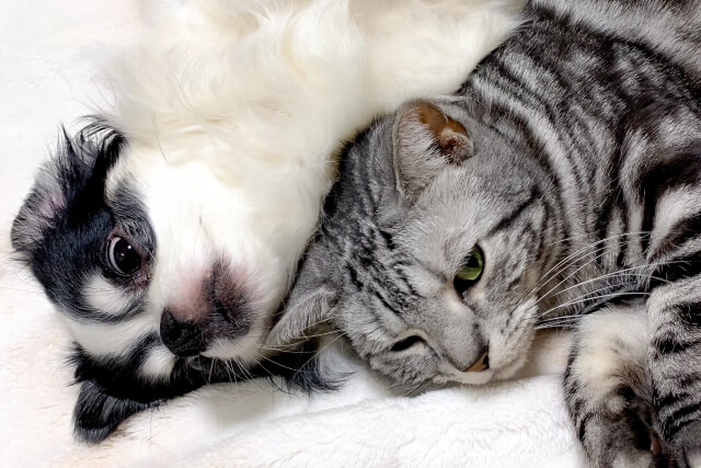 Pets in Malaysia: Cat or Dog? A Comparison with Japan【2026 Edition】